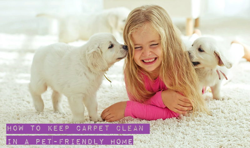 Happy child playing with dogs on the carpet