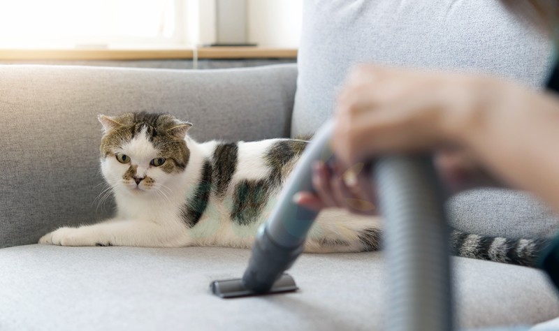 cropped picture of a person vacuuming a couch and a cat sitting on the couch