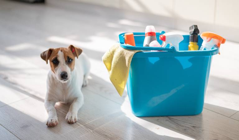 Dog is sitting near a blue basket filled with tools and supplies