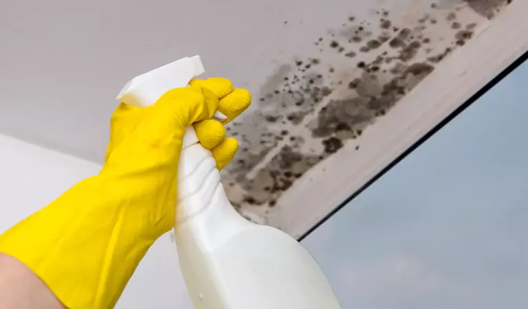 cropped picture of a person cleaning the mould