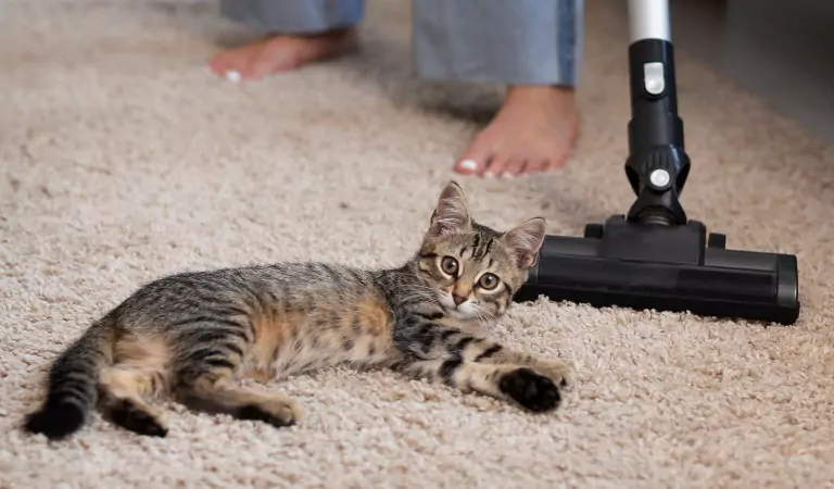 cat on the carpet and a vacuum cleaner at the back