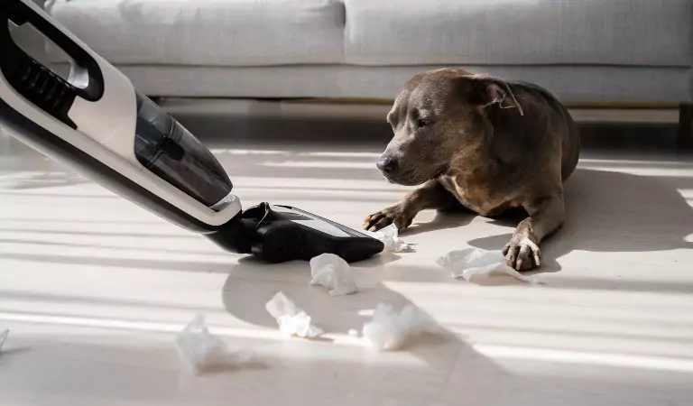 dog on the floor and cropped picture of a person with vacuum cleaner