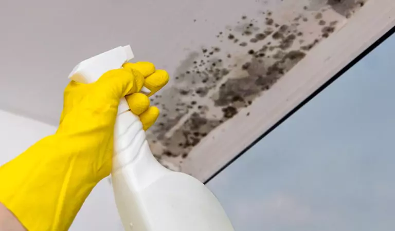 cropped picture of a person treating a mould