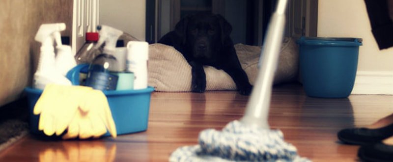 cropped image of a woman mopping hardwood floor