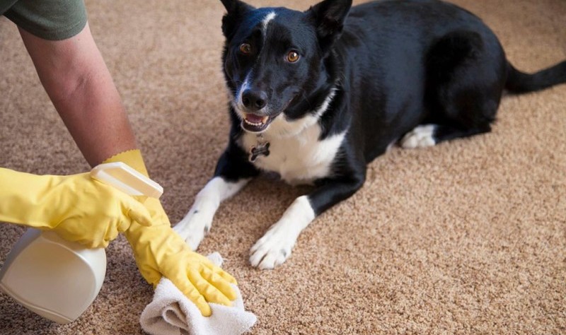 cropped picture of a person sprucing up a carpet and a dog is laying on carpet