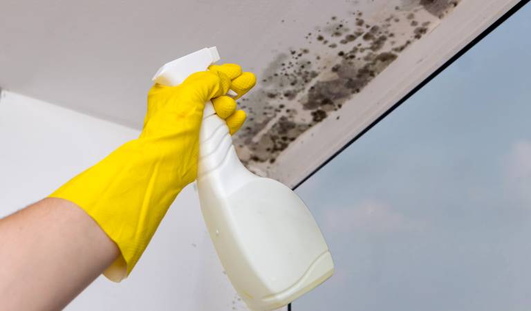 Hand of a man in yellow glove holding a white bottle cleaning mould and mildew.