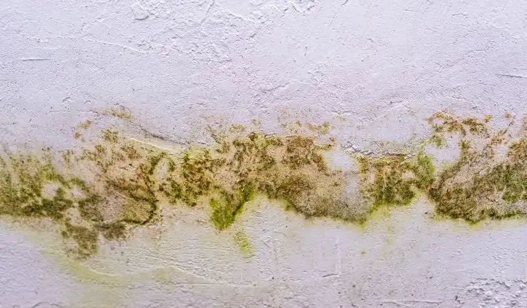 Photo of wall leak mould